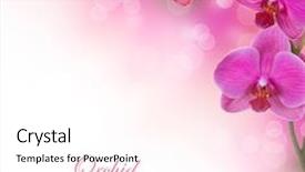  Presentation with orchid - Slide deck consisting of orchid flowers background and a pink colored foreground