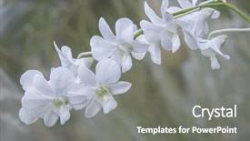  Presentation with princess - Presentation design featuring orchid hybrid memoria princess diana background and a gray colored foreground