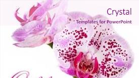  Presentation with cymbidium orchid - PPT theme featuring orchid isolated on a white background and a pink colored foreground
