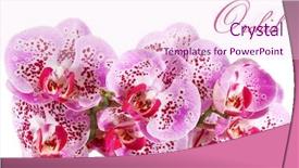  Presentation with cymbidium orchid - PPT theme having orchid isolated on a white background and a pink colored foreground