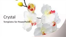  Presentation with orchid - Presentation theme consisting of orchid isolated on white background background and a  colored foreground