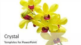  Presentation with orchid - Presentation theme featuring orchid isolated on white background background and a white colored foreground