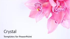  Presentation with orchid - Audience pleasing PPT theme consisting of orchid isolated on white background backdrop and a cool aqua colored foreground