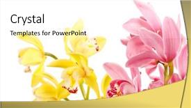  Presentation with orchid - Colorful presentation theme enhanced with orchid isolated on white background backdrop and a white colored foreground