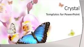  Presentation with butterflies - Audience pleasing slide deck consisting of orchid isolated on white background backdrop and a white colored foreground