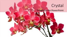  Presentation with orchid - Presentation theme consisting of hand holding smartphone showing against cute family lying on the floor smiling at camera background and a light gray colored foreground