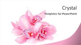  Presentation with orchid - Presentation theme enhanced with orchid isolated on white background and a white colored foreground