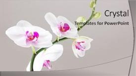  Presentation with orchid - Theme featuring orchid on a gray background background and a light gray colored foreground