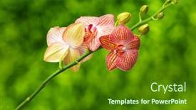  Presentation with orchid - 
