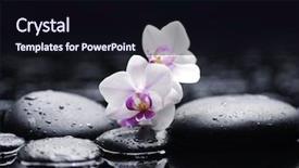  Presentation with water life - Colorful PPT theme enhanced with orchid on pebble in water backdrop and a wine colored foreground