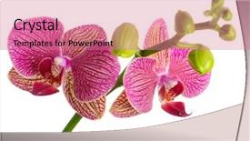  Presentation with pink white - Audience pleasing theme consisting of orchid on the white background backdrop and a coral colored foreground