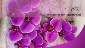  Presentation with purple floral - Slides having orchid-pink-purple-flowers-branch background and a coral colored foreground