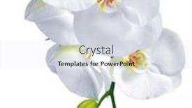  Presentation with beautiful orchid flowers - PPT theme consisting of orchid white phalaenopsis beautiful background flowers isolated on white background and a sky blue colored foreground