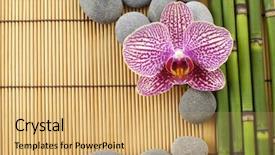  Presentation with frame pink - Beautiful PPT theme featuring orchid with stones on bamboo backdrop and a coral colored foreground