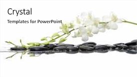  Presentation with orchid - Amazing PPT theme having orchid with wet black stone backdrop and a white colored foreground