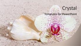  Presentation with zen - Theme enhanced with orchid with zen stones in the sand background and a lemonade colored foreground