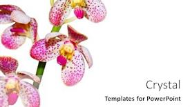  Presentation with orchids - 