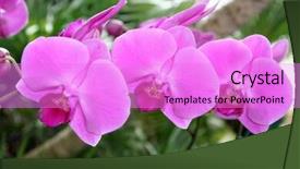  Presentation with orchids - Cool new presentation with orchids show backdrop and a lilac colored foreground