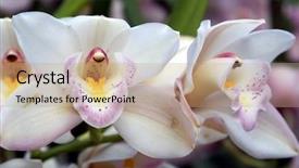  Presentation with orchids - Presentation theme featuring orchids show background and a coral colored foreground
