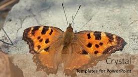  Presentation with ordinary - Slide set enhanced with nymphalidae species of the genus background and a coral colored foreground