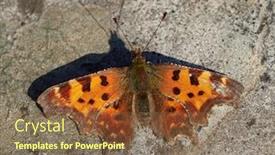  Presentation with ordinary - Amazing theme having ordinary-urticaria-butterfly-latin-aglais backdrop and a tawny brown colored foreground