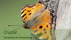  Presentation with ordinary - Amazing presentation theme having ordinary urticaria butterfly latin aglais backdrop and a seafoam green colored foreground
