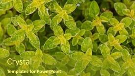  Presentation with oregano - Cool new slide deck with oregano-herb-background-summer-plants backdrop and a tawny brown colored foreground