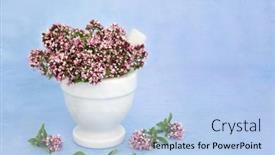  Presentation with viral - Amazing presentation theme having oregano-herb-flowers-and-leaves backdrop and a light blue colored foreground