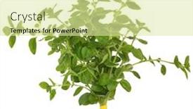  Presentation with oregano - Presentation enhanced with oregano herb leaf sprigs tied in a bunch for drying isolated over white background origanum background and a blonde colored foreground