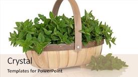  Presentation with oregano - Presentation having oregano herb leaf sprigs in a rustic wooden basket isolated over white background origanum background and a lemonade colored foreground