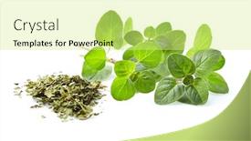  Presentation with oregano - Beautiful slide set featuring oregano leaves in closeup backdrop and a soft green colored foreground