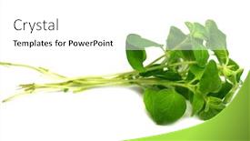  Presentation with oregano - Amazing slides having oregano-leaves-on-white-background backdrop and a white colored foreground