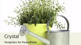  Presentation with oregano - PPT layouts featuring  background and a  colored foreground