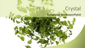  Presentation with oregano - Theme with oregano plant from above isolated on white background and a blonde colored foreground