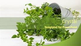  Presentation with oregano - PPT theme consisting of oregano plant in tilted tin bucket on white wooden table background and a tawny brown colored foreground