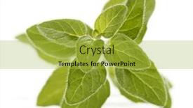  Presentation with oregano - Colorful slides enhanced with oregano pot majoram leaves backdrop and a yellow colored foreground