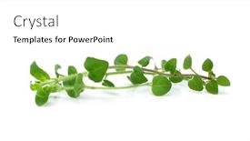  Presentation with oregano - Audience pleasing PPT theme consisting of oregano pot majoram leaves backdrop and a white colored foreground