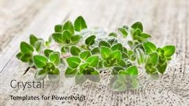  Presentation with oregano - Presentation design featuring oregano-twigs-on-wooden-background background and a soft green colored foreground