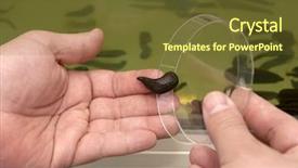  Presentation with animal - Theme featuring animal organ - medicinal leech-hirudo medicinalis background and a tawny brown colored foreground