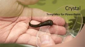  Presentation with medicinal chemistry - Slide deck having animal organ - medicinal leech-hirudo medicinalis background and a gold colored foreground