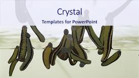  Presentation with animal - Beautiful presentation theme featuring animal organ - medicinal leech-hirudo medicinalis backdrop and a  colored foreground