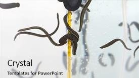  Presentation with animal - Cool new slide deck with animal organ - medicinal leech-hirudo medicinalis backdrop and a  colored foreground