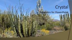  Presentation with pipe - Slide deck having organ pipe cactus national monument background and a light blue colored foreground