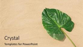  Presentation with green nature - PPT layouts consisting of organic and summer concept - green background and a lemonade colored foreground