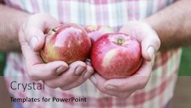  Presentation with harvest is plentious - Presentation theme enhanced with organic-apple-harvest-man-holding background and a coral colored foreground