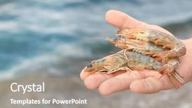  Presentation with shrimps - PPT theme featuring organic aquaculture - man holding fresh shrimps outdoors background and a coral colored foreground