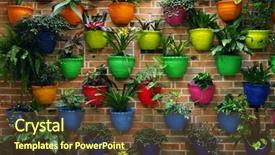  Presentation with flowers - PPT layouts having organic architecture - potted multicoloured flowers background and a tawny brown colored foreground