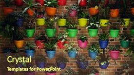  Presentation with flower on wall - Audience pleasing slide deck consisting of organic architecture - potted multicoloured flowers backdrop and a tawny brown colored foreground