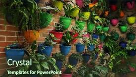  Presentation with flower on wall - Audience pleasing presentation theme consisting of organic architecture - potted multicoloured flowers backdrop and a tawny brown colored foreground