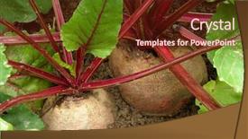 Presentation with growing - Amazing PPT theme having organic beetroots growing on vegetable backdrop and a tawny brown colored foreground